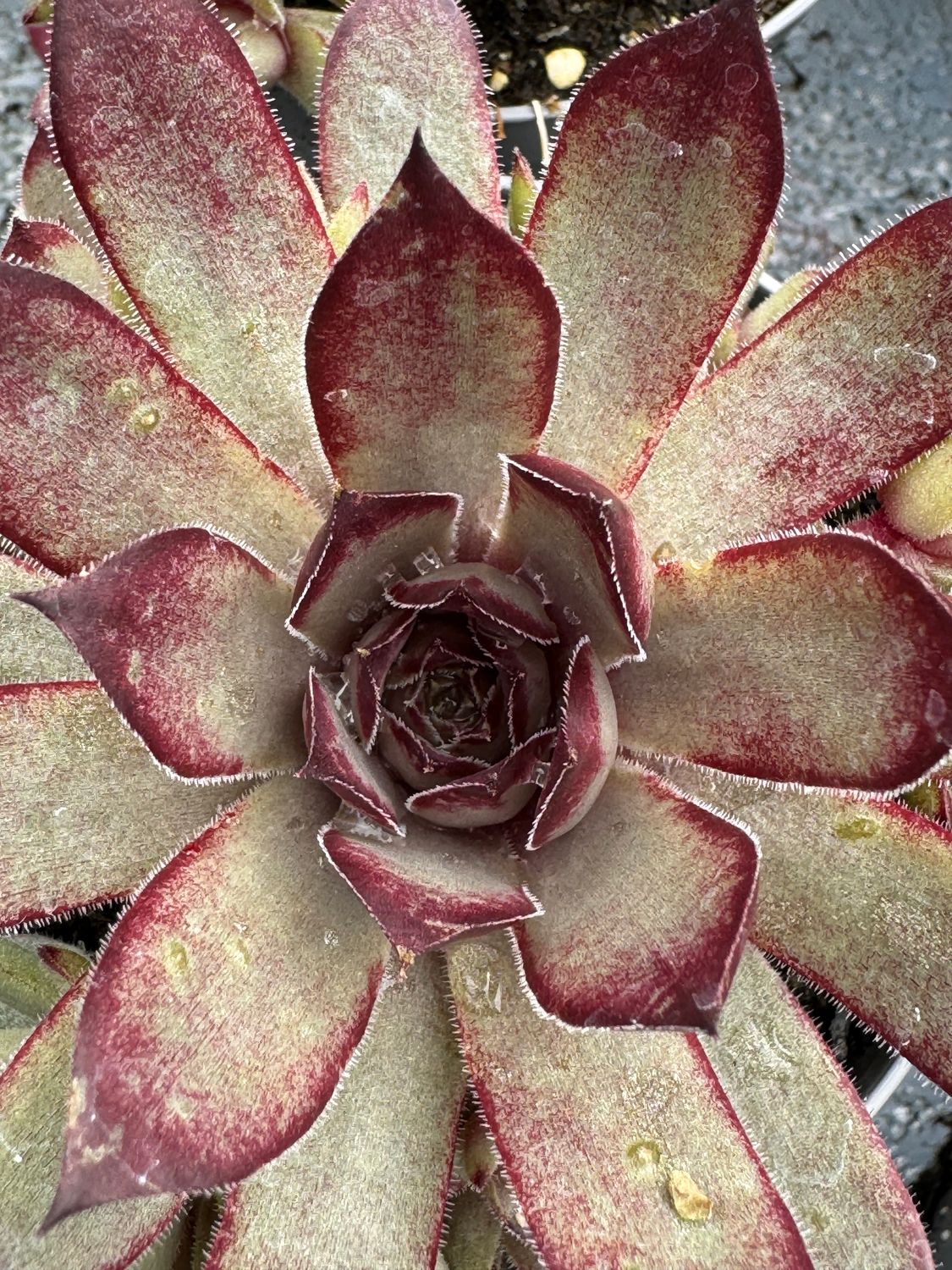 Sempervivum - Mette