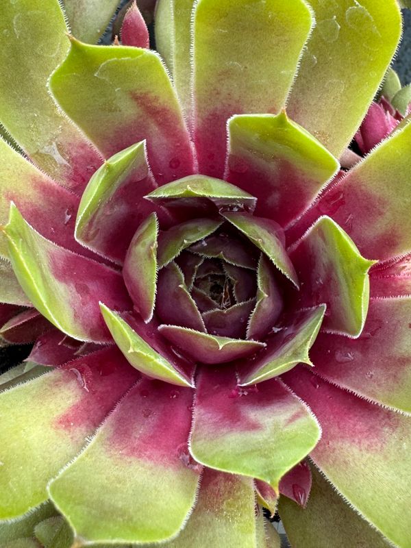 Sempervivum - My