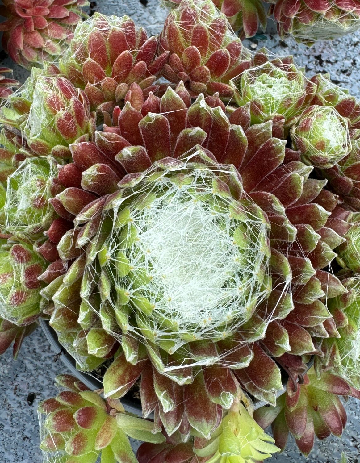Sempervivum - Spind Kaas