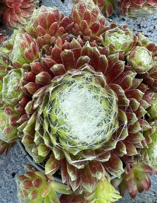 Sempervivum - Spind Kaas