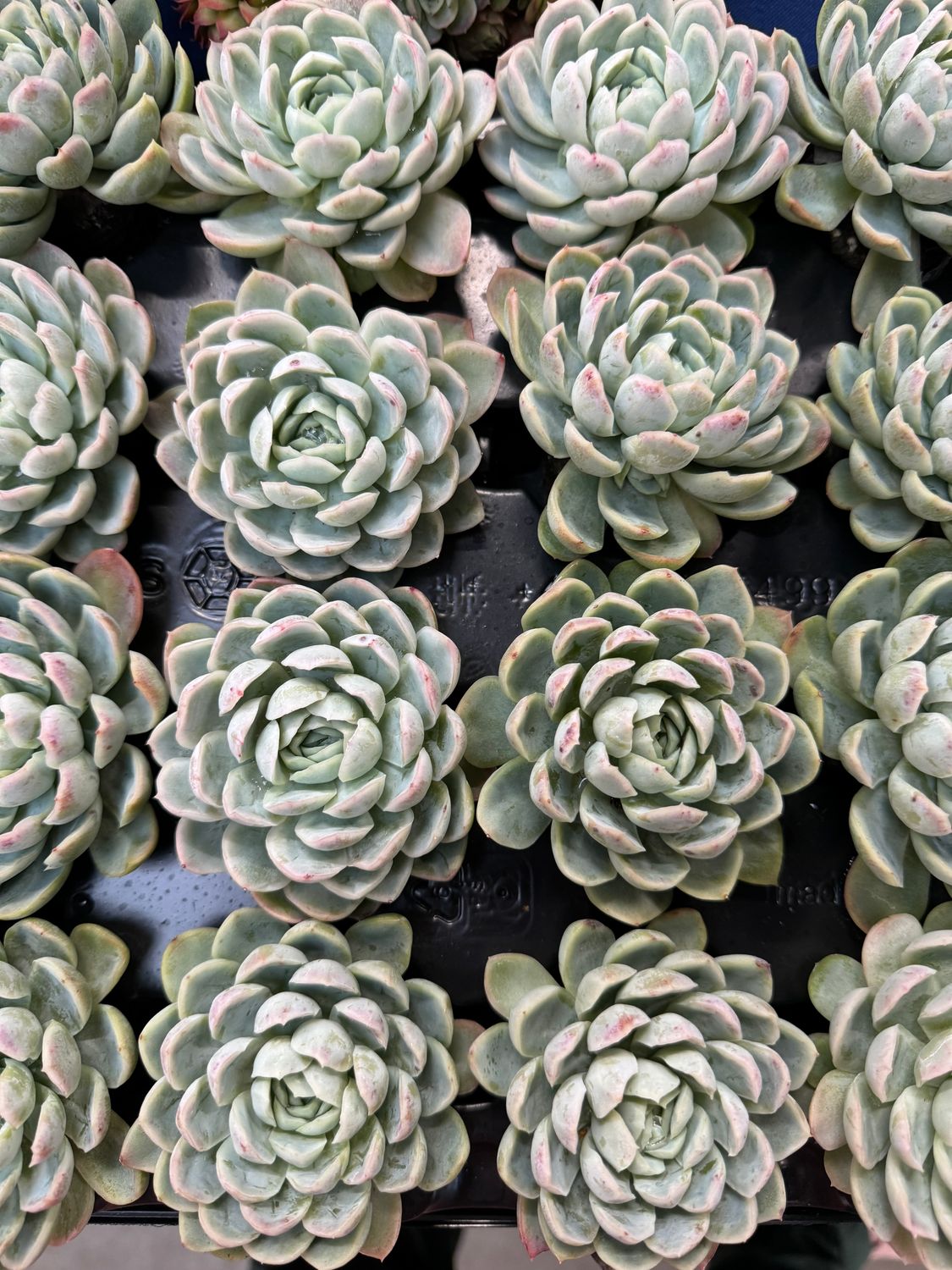 Echeveria Elegans 28 stk