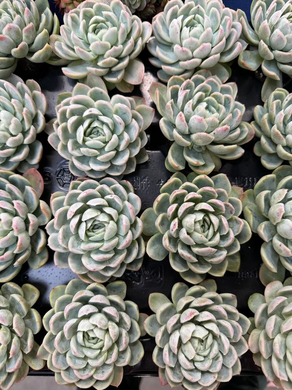 Echeveria Elegans 28 stk