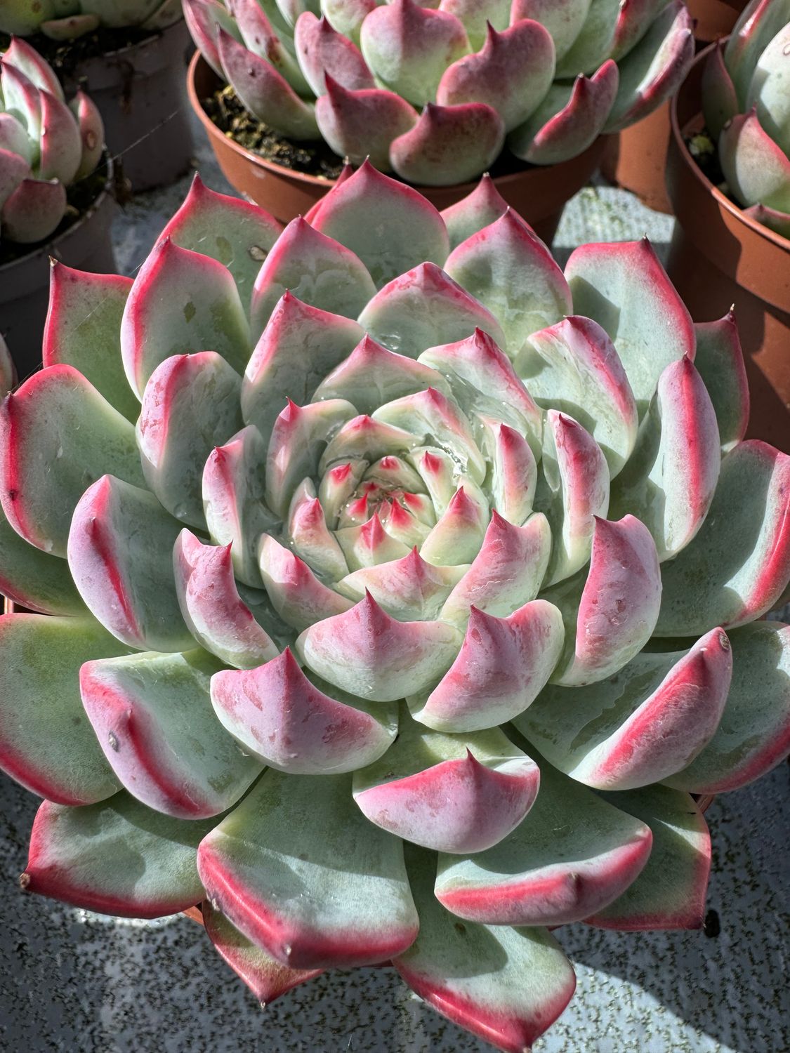 Echeveria Mazarine 13 cm