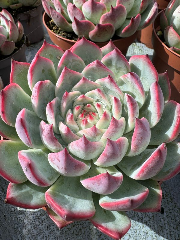 Echeveria Mazarine 13 cm
