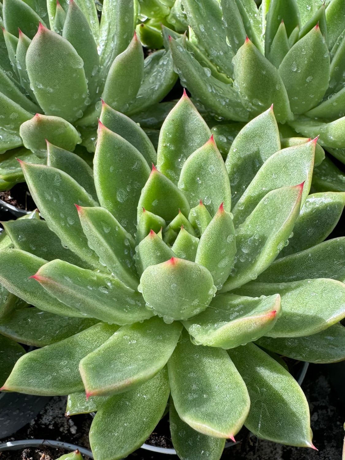 Echeveria Agavoide 9 cm