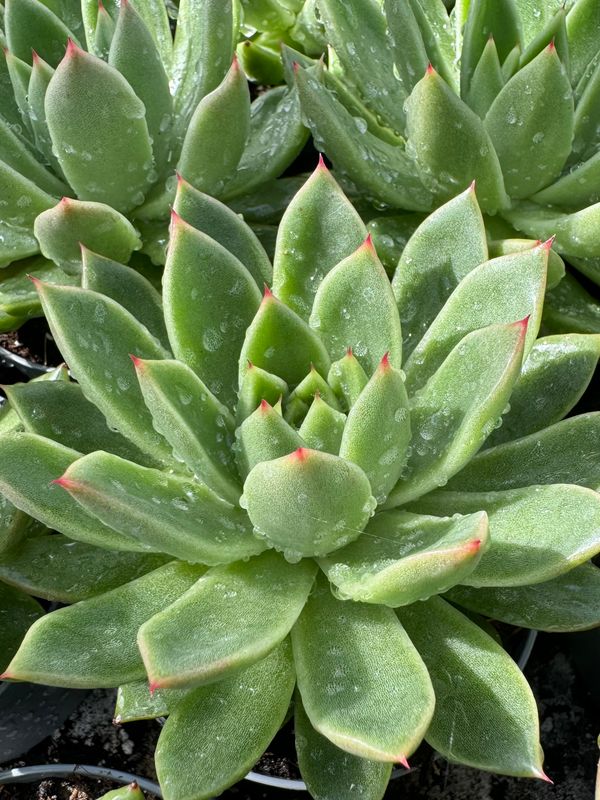 Echeveria Agavoide 9 cm