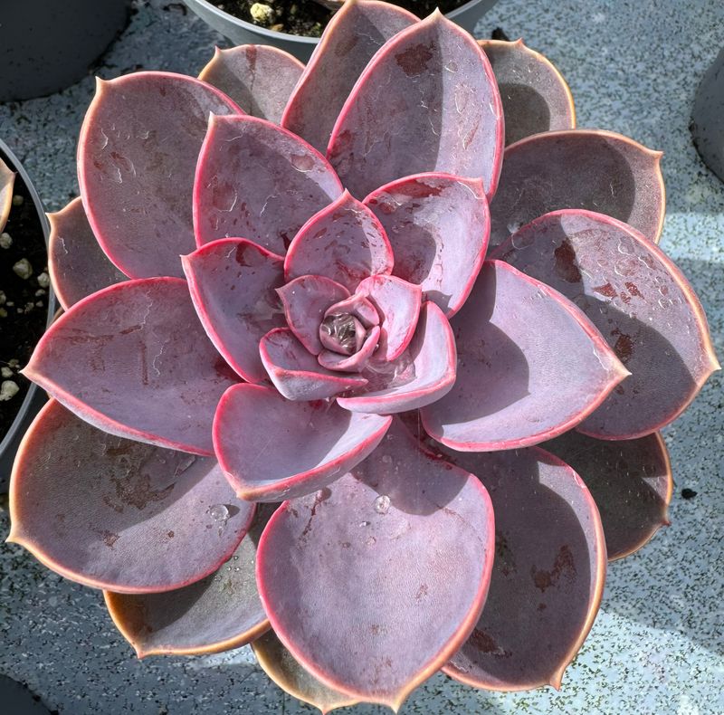 Echeveria Pearl of Nürnberg 9 cm