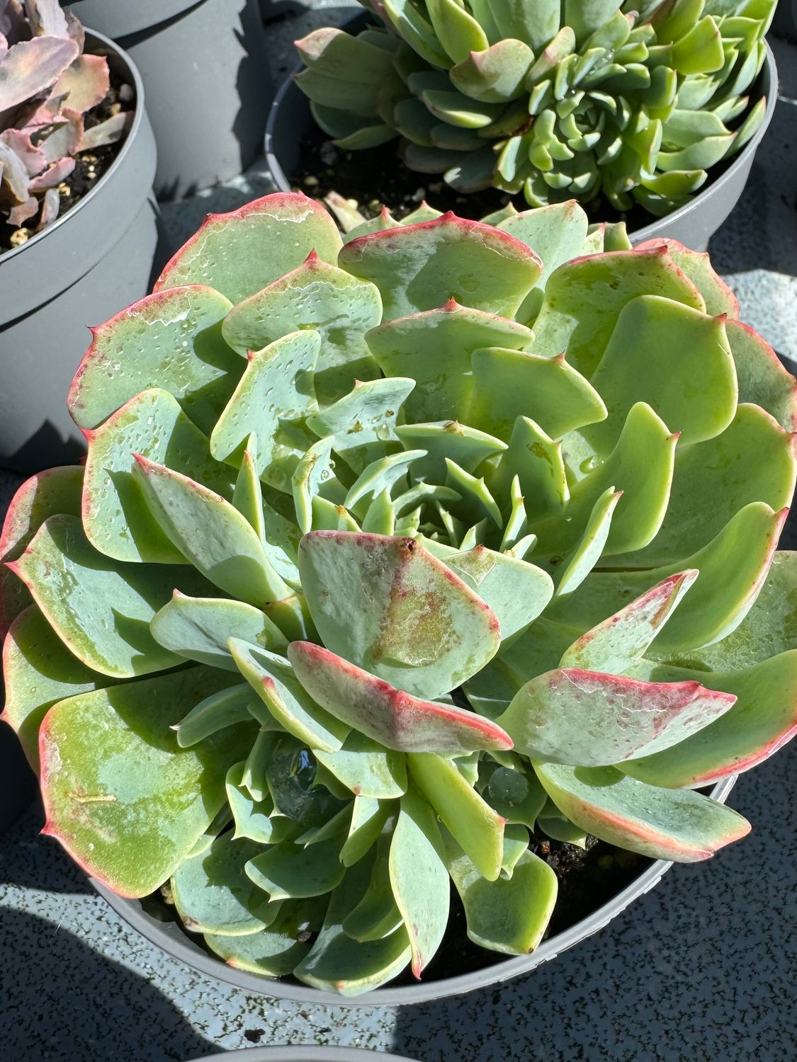 Echeveria Pumila x Clauca 13 cm