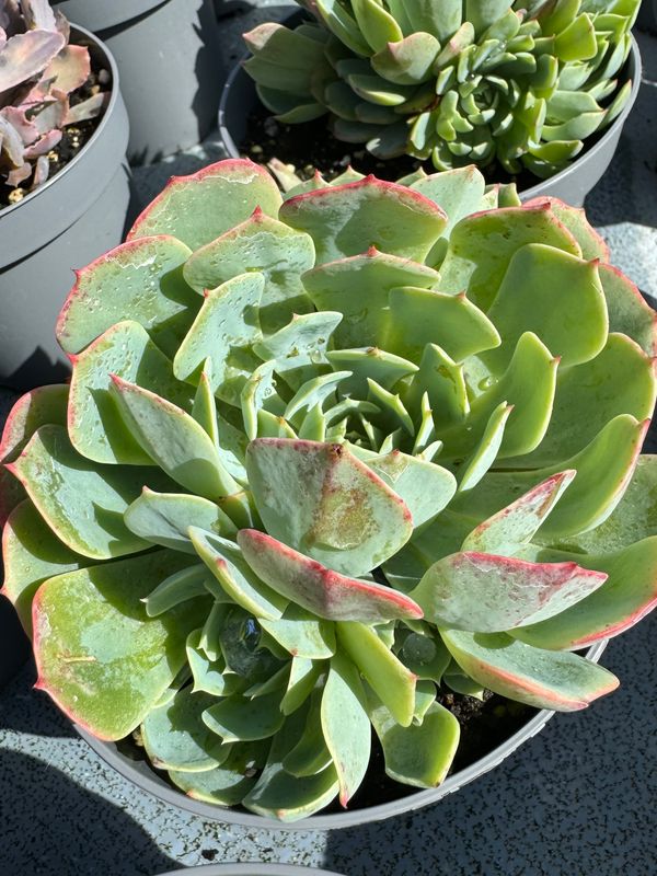 Echeveria Pumila x Clauca 13 cm
