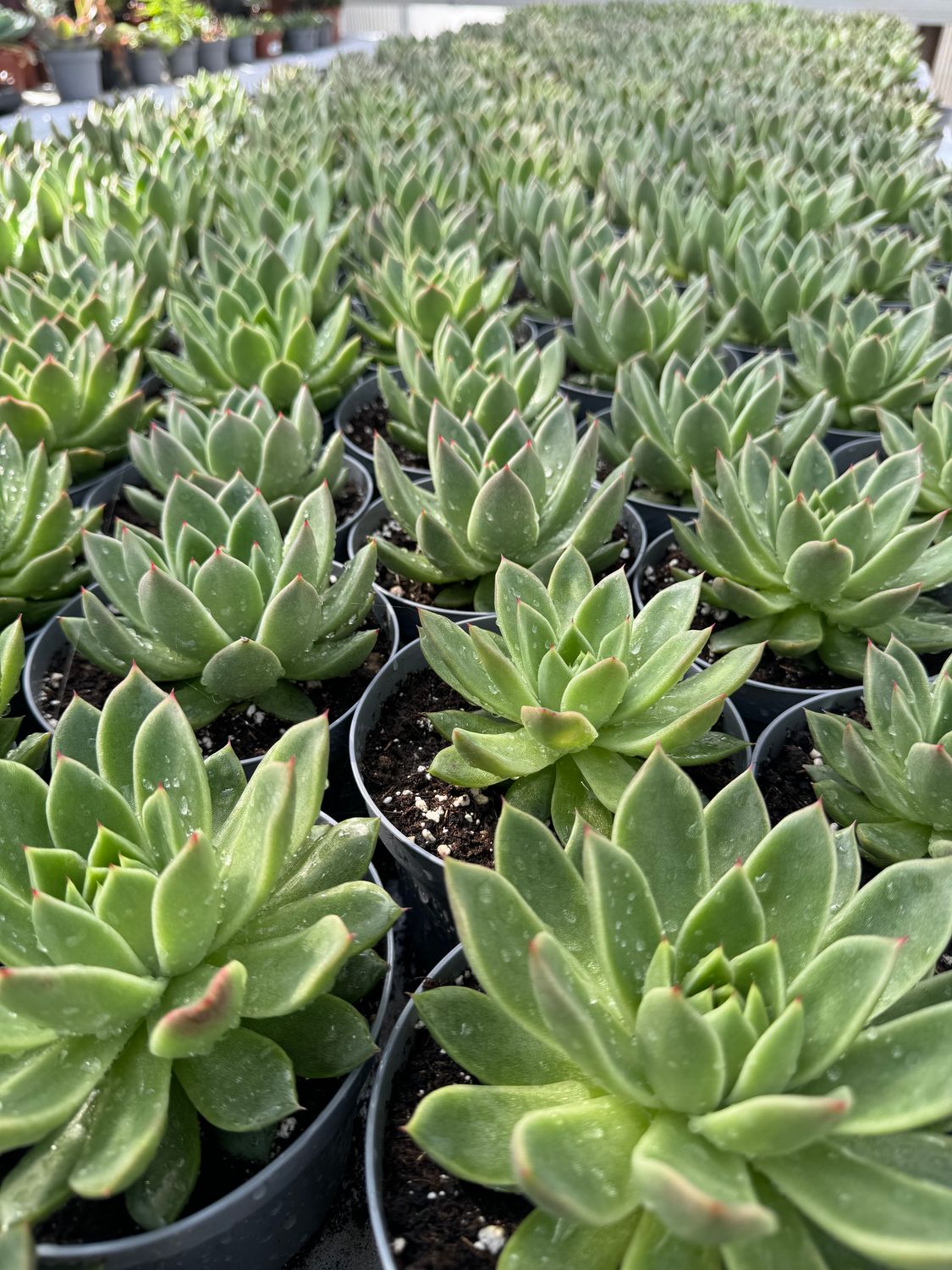 Echeveria Agavoide 13 cm
