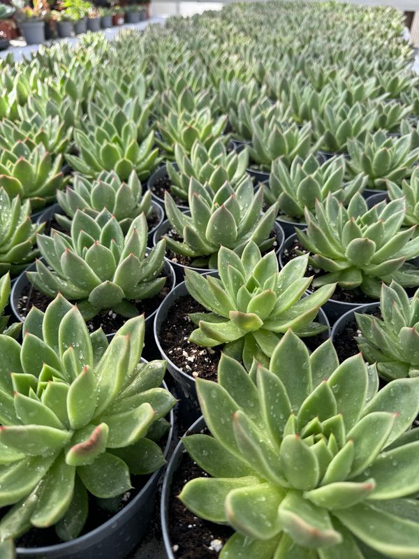 Echeveria Agavoide 13 cm