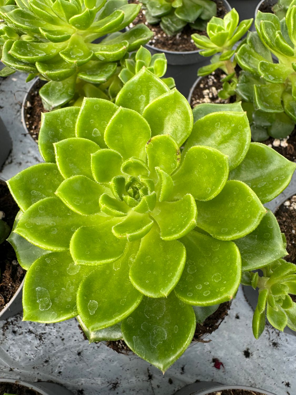 Sedeveria Litezia 9 cm
