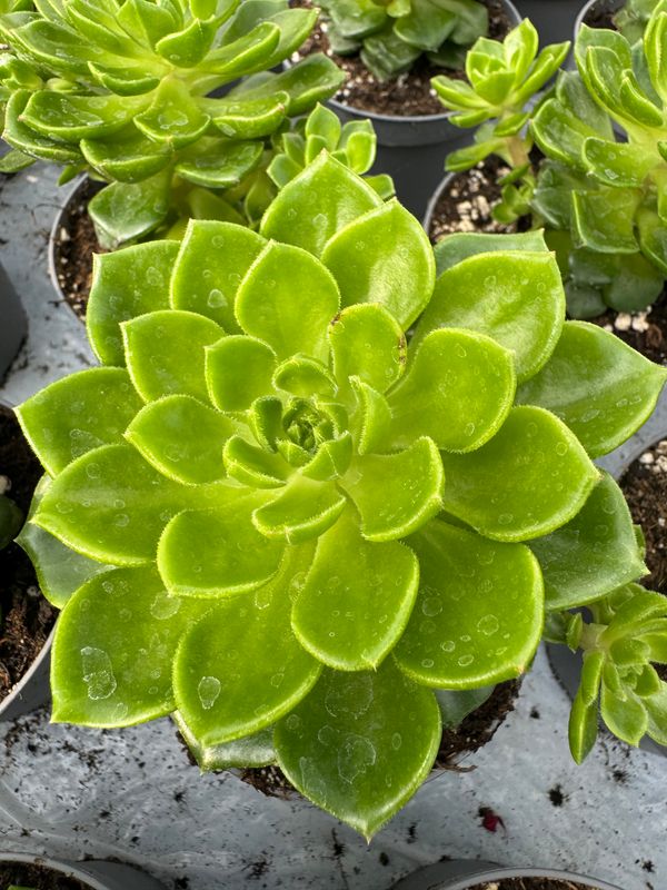 Sedeveria Litezia 9 cm