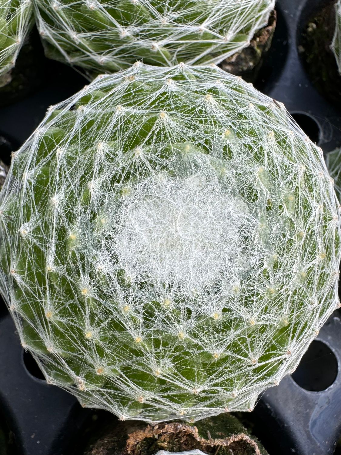 Sempervivium deko - Spind