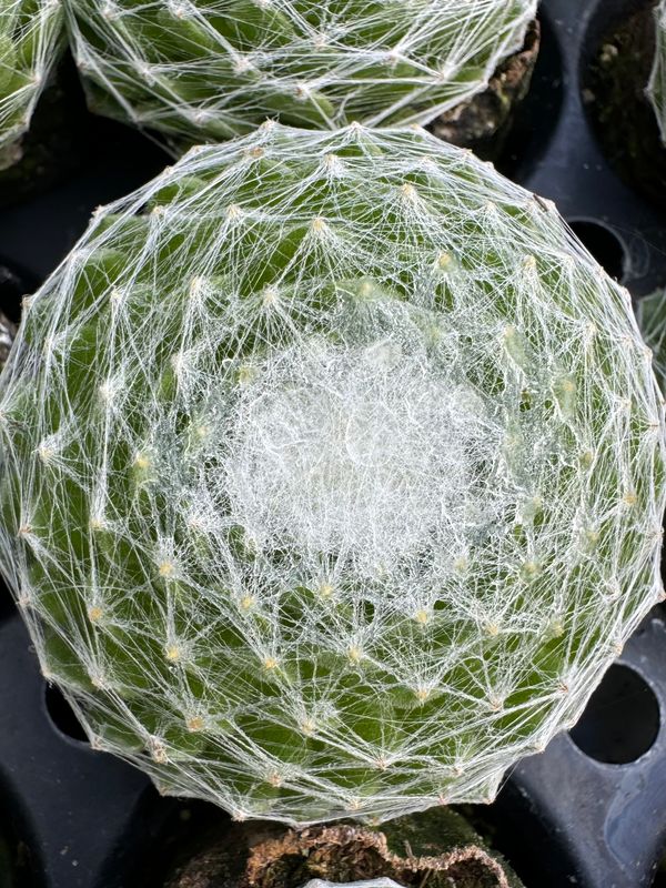 Sempervivium deko - Spind