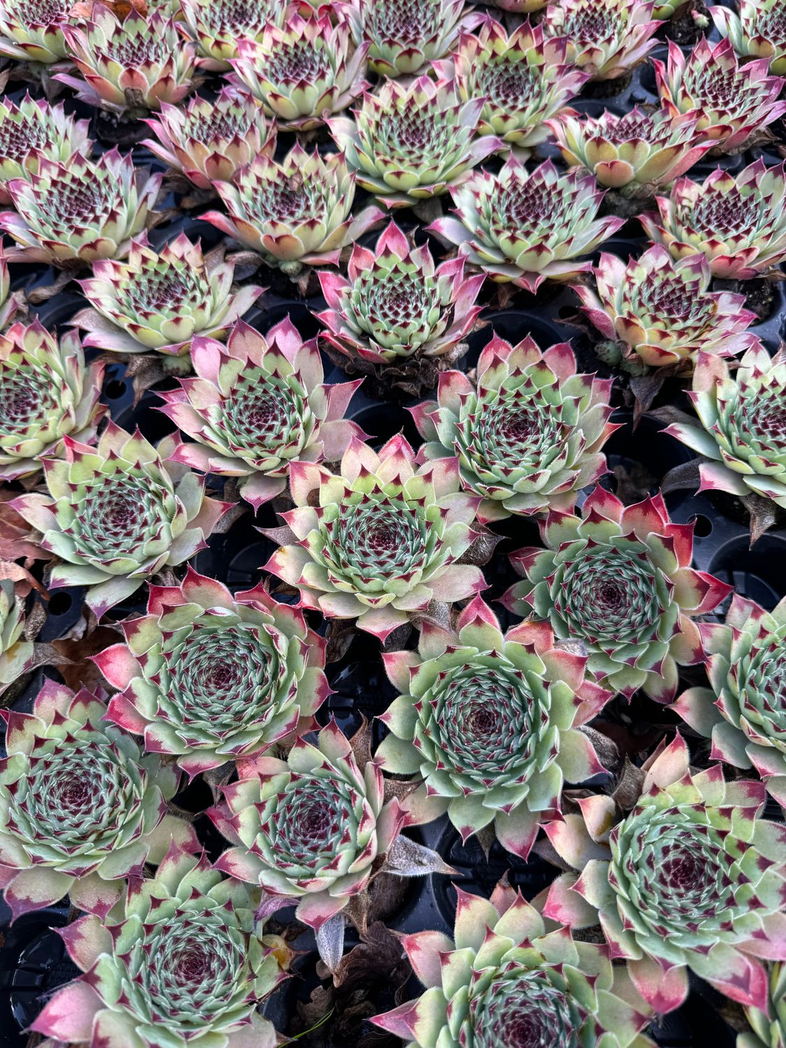 Sempervivum deko - Calcareum