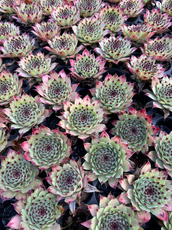 Sempervivum deko - Calcareum