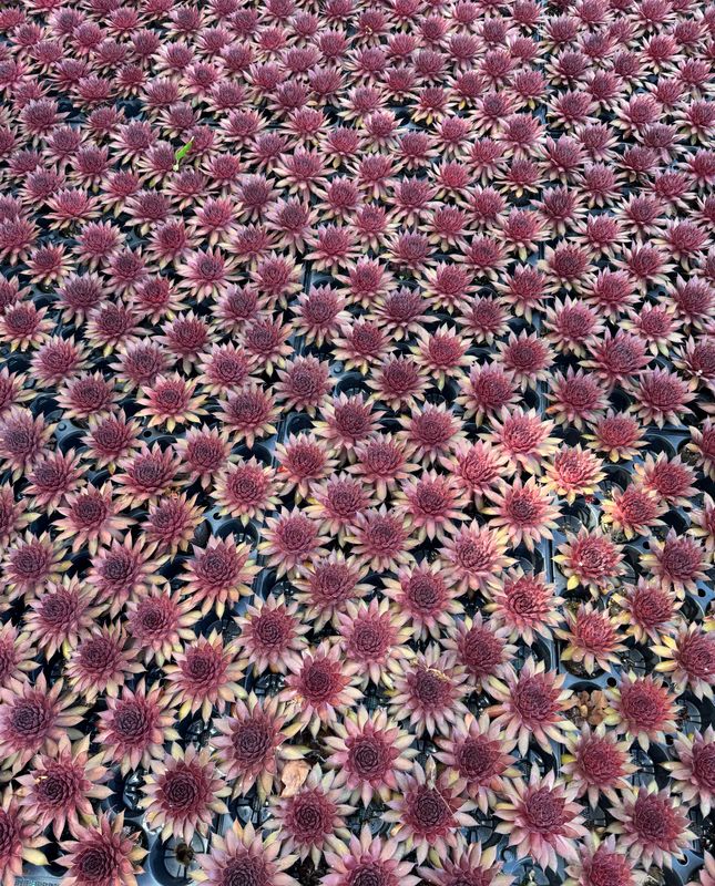 Sempervivum deko - Lilla