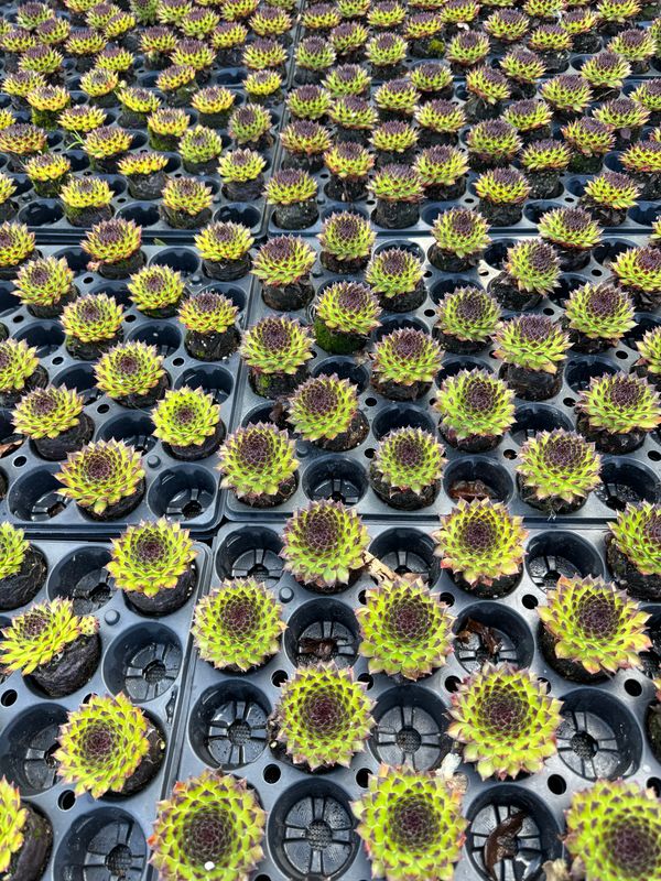 Sempervivum deko blå spids.