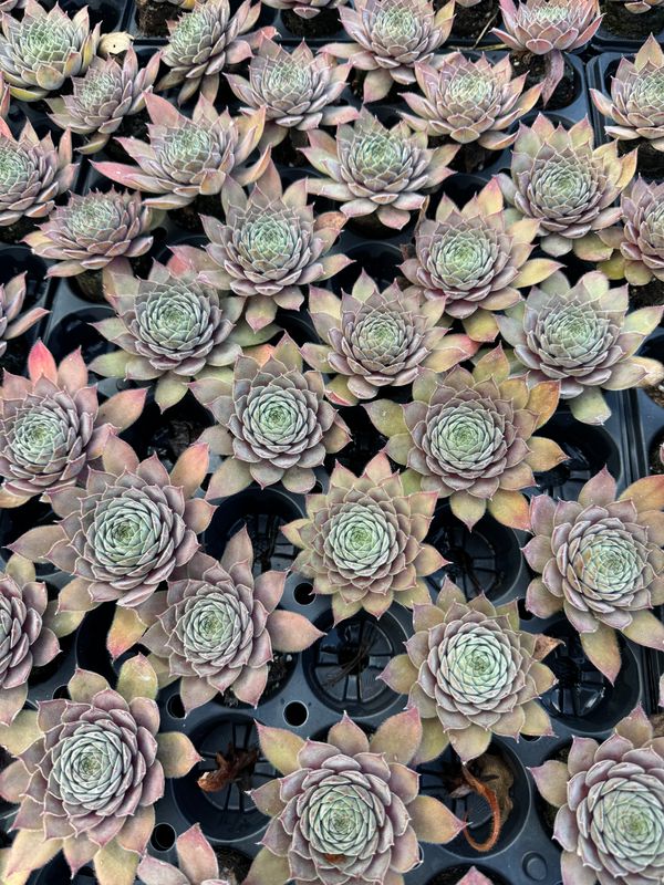 Sempervivum deko - Elin