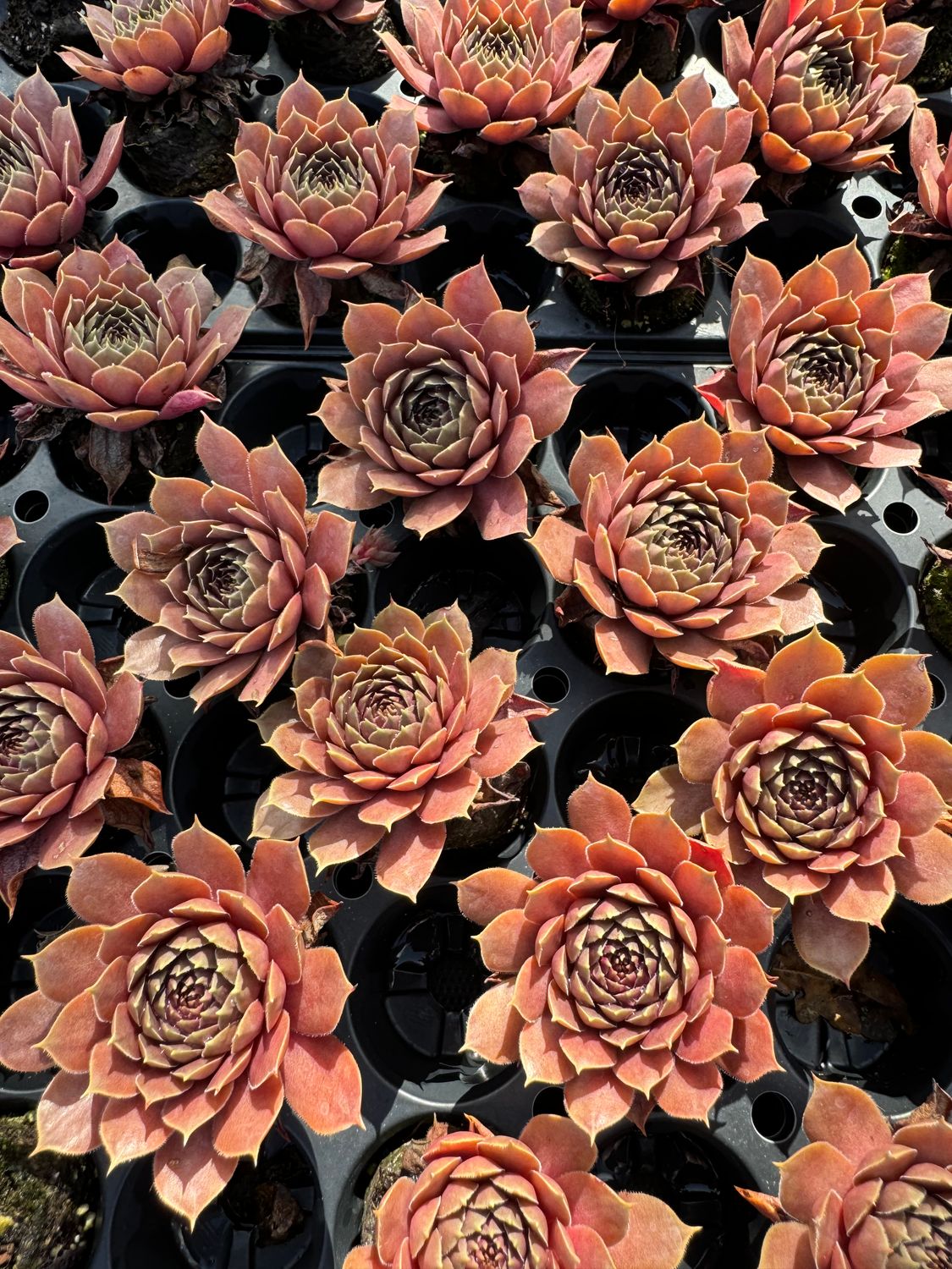 Sempervivum deko- Marie