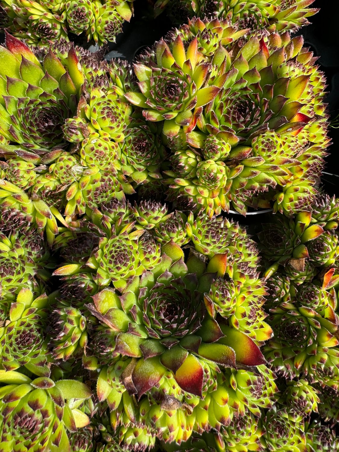 Sempervivum 9 cm - blå spids