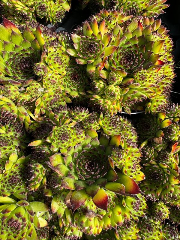 Sempervivum 9 cm - blå spids