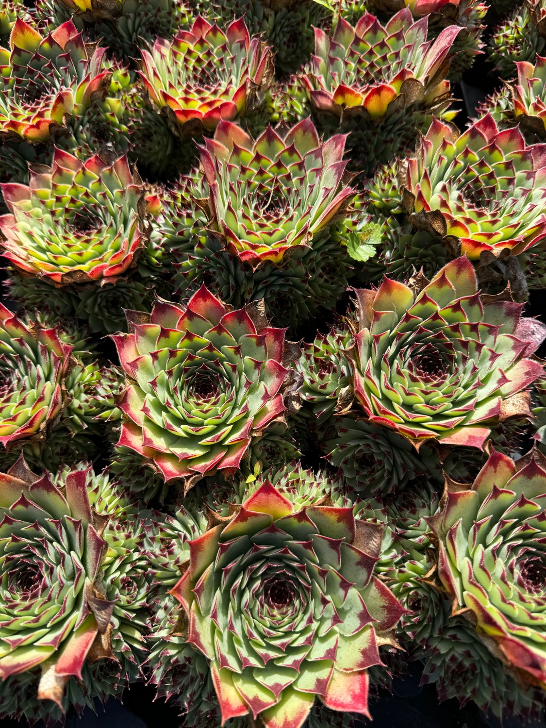 Sempervivum 9 cm - Rød spids.