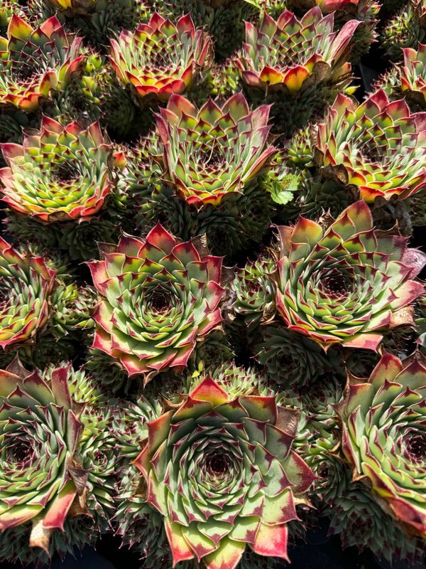 Sempervivum 9 cm - Rød spids.