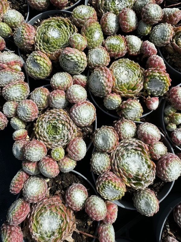 Sempervivum 9 cm - spind.