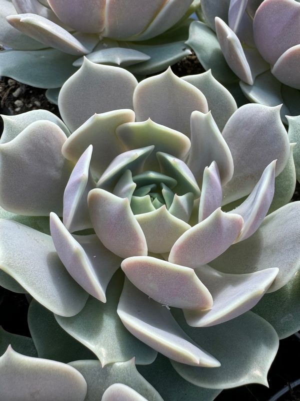 Echeveria Lola 9 cm potte