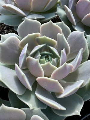 Echeveria Lola 9 cm potte Echeveria Lola 9 cm potte