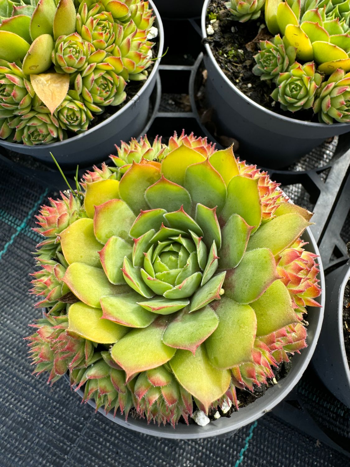 Sempervivum 9 cm - Den gyldne