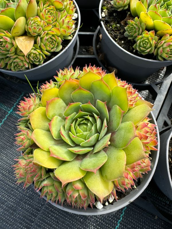 Sempervivum 9 cm - Den gyldne