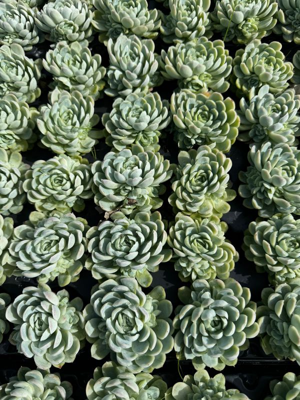Echeveria Elegans 40 stk