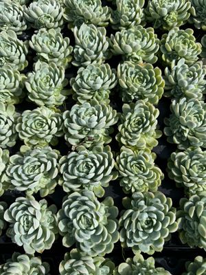 Echeveria Elegans 40 stk