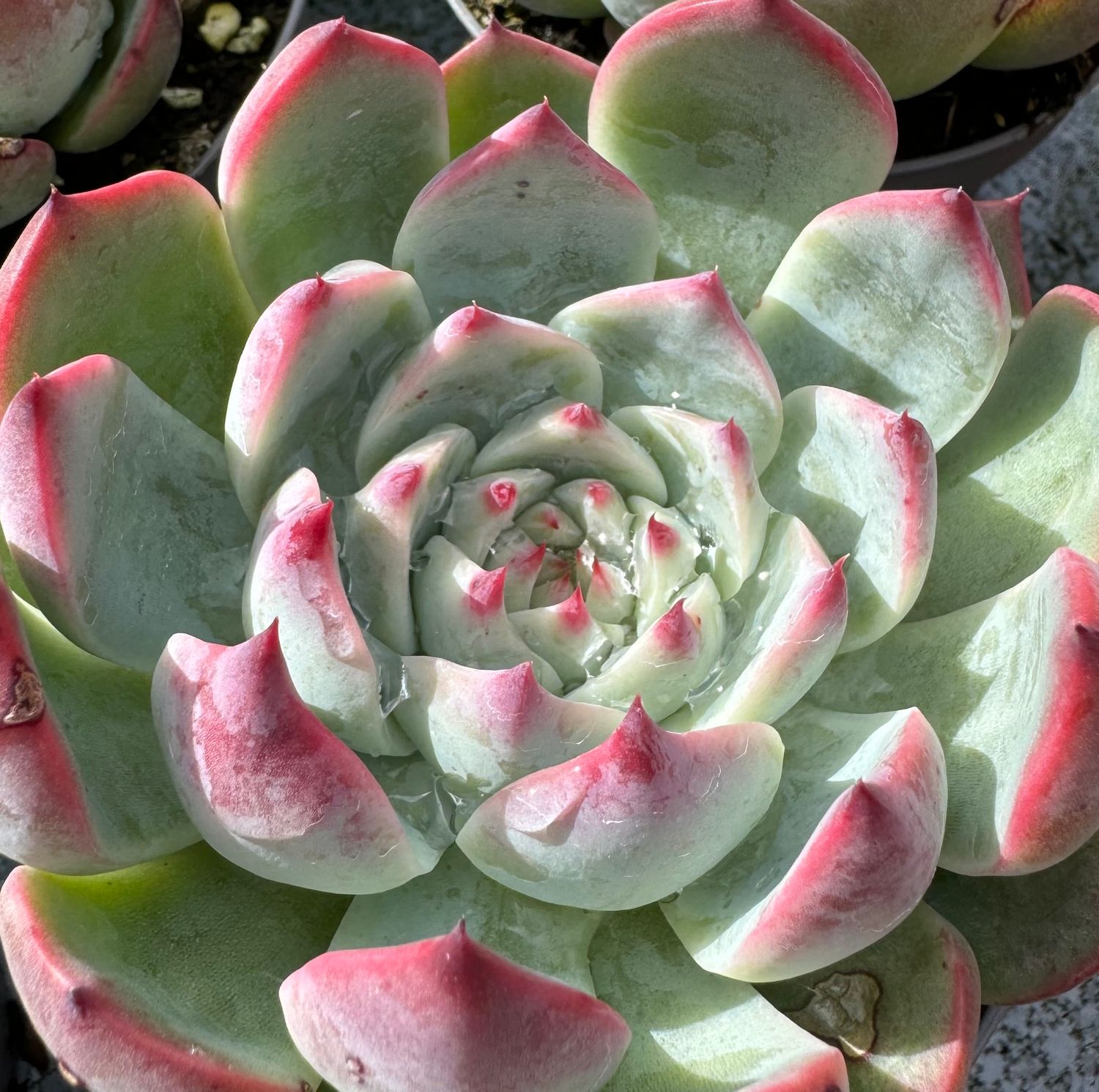 Echeveria Mazarine 9 cm