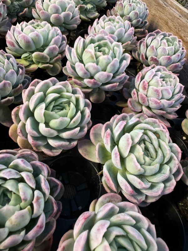 Echeveria Elegans 30 stk