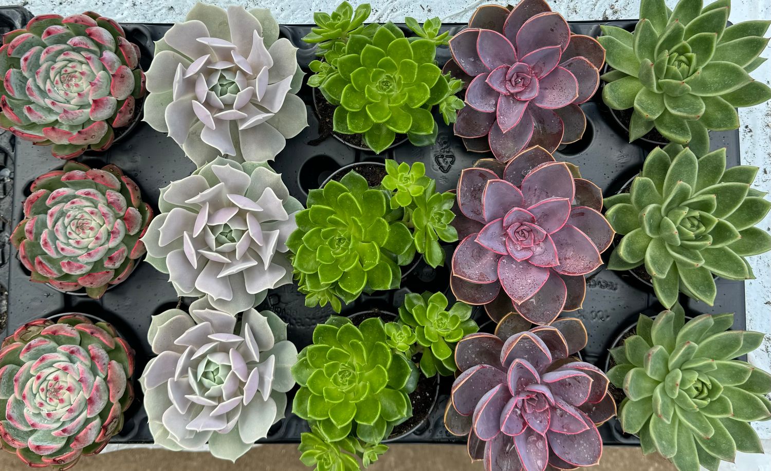 Echeveria Mix 9 cm