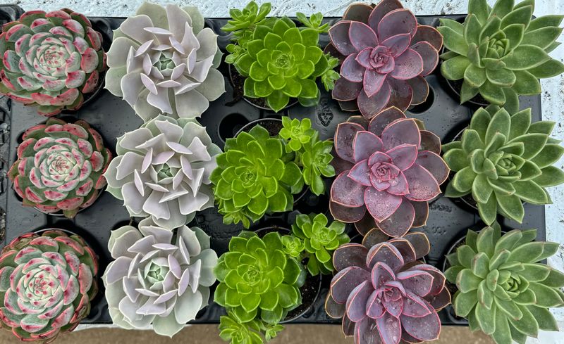 Echeveria Mix 9 cm