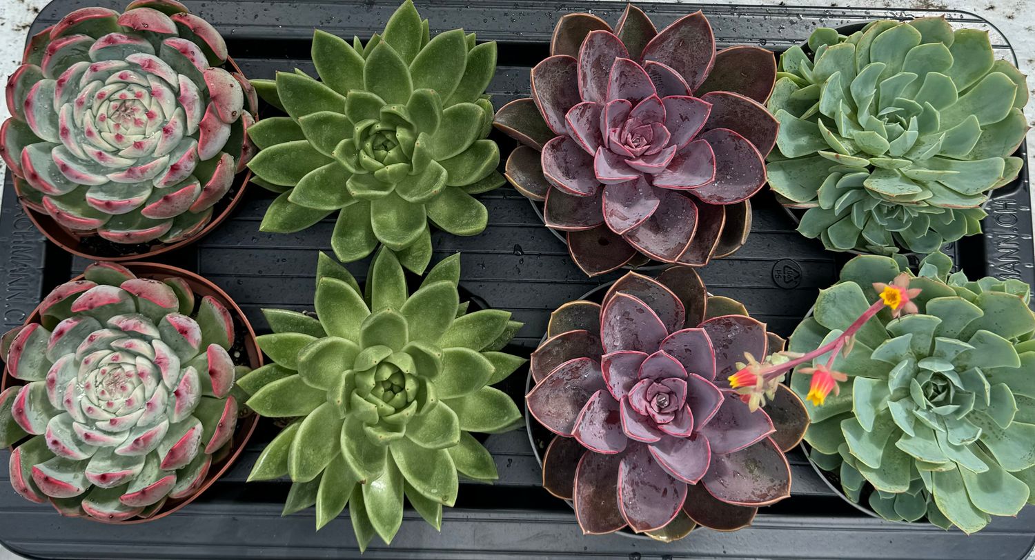 Echeveria Mix 13 cm