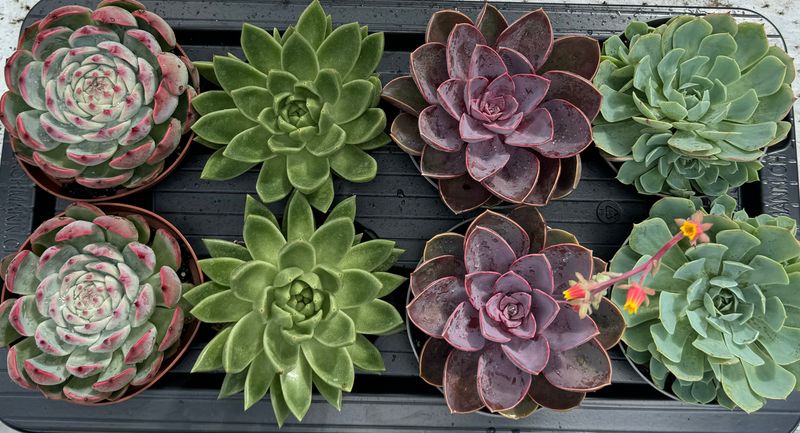 Echeveria Mix 13 cm