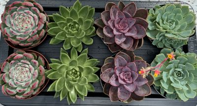 Echeveria Mix 13 cm Echeveria Mix 13 cm