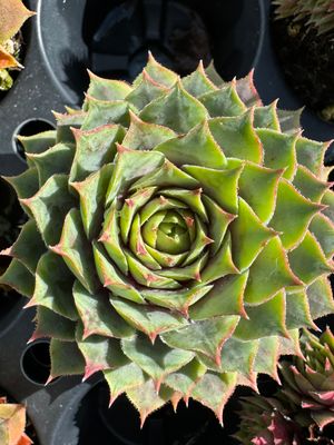 Dekorationsløg - Hansens