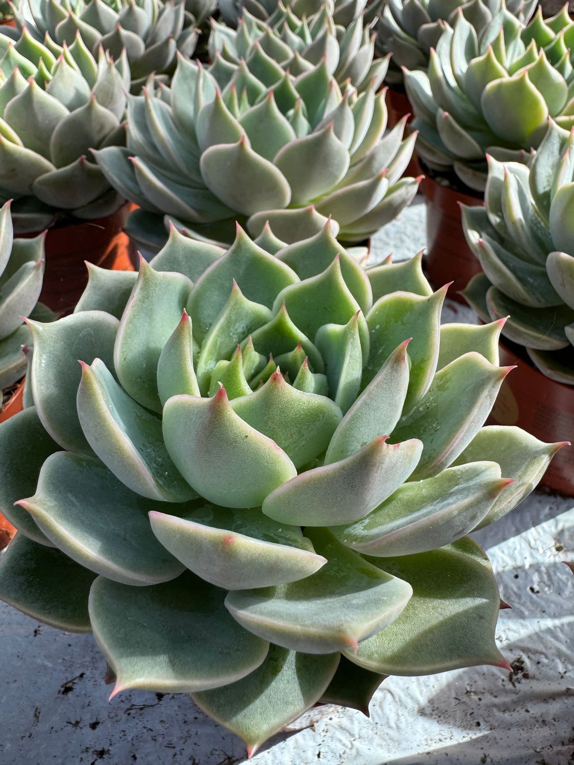 Echeveria Artichoke 9 cm