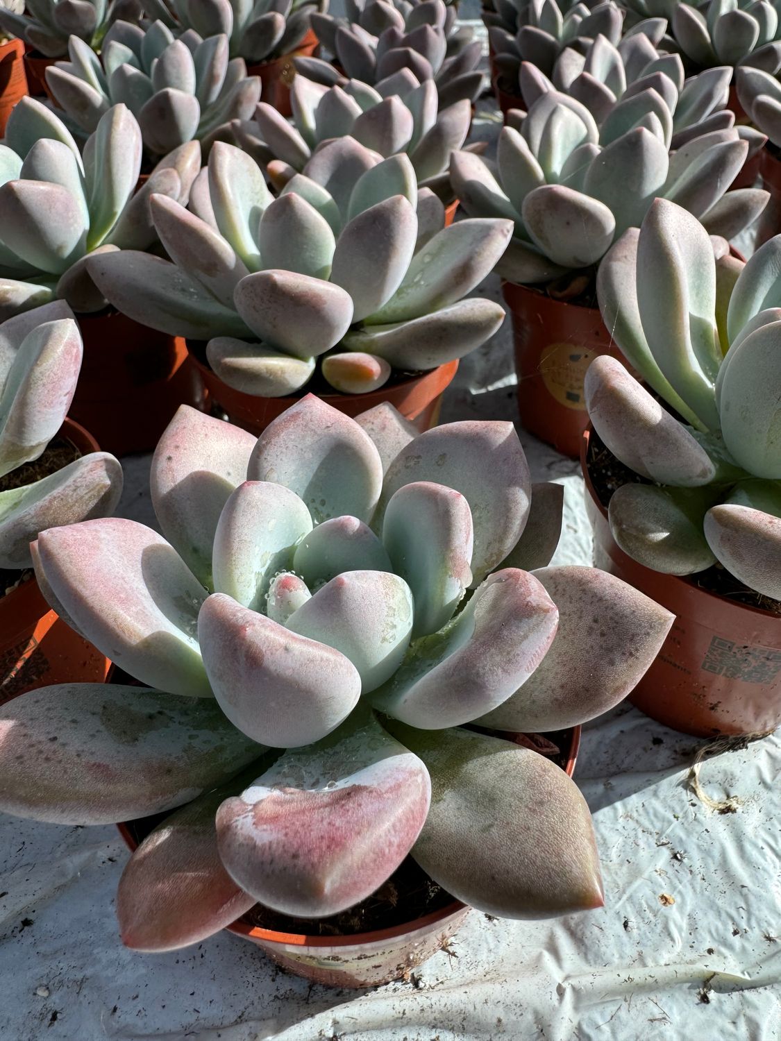 Echeveria Opalina 9 cm