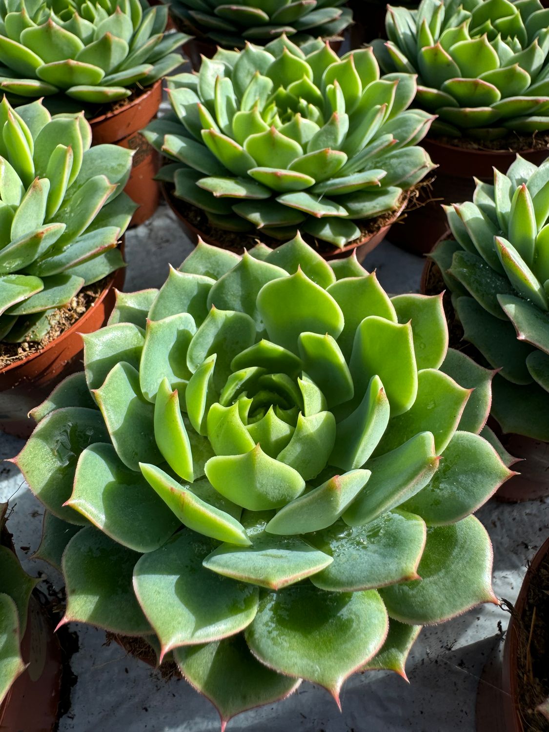 Echeveria Ramlette 9 cm