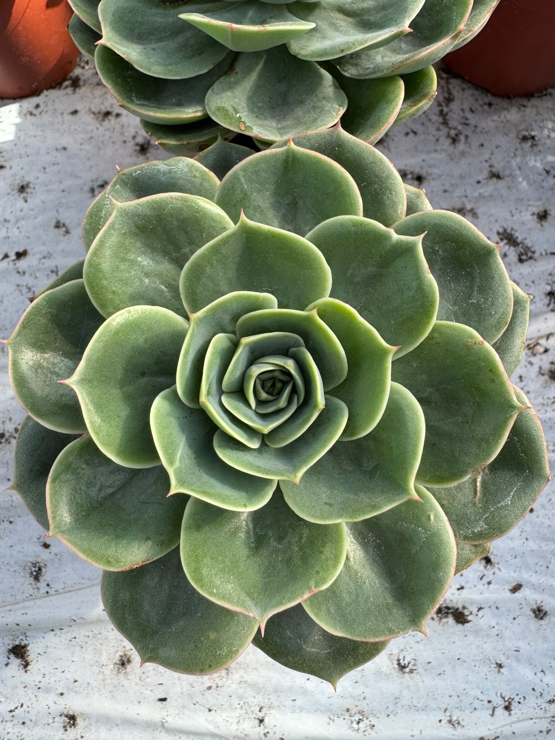Echeveria Taco 9 cm