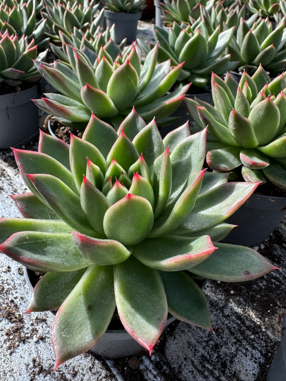 Echeveria Agavoide 9 cm