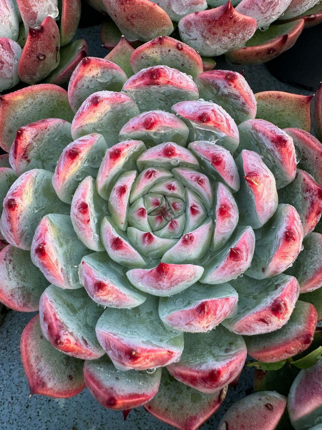 Echeveria Mazarine 9 cm